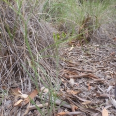 Senecio quadridentatus at Bruce, ACT - 23 Oct 2015 12:59 PM