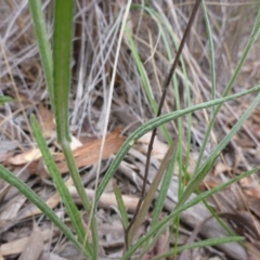 Senecio quadridentatus at Bruce, ACT - 23 Oct 2015