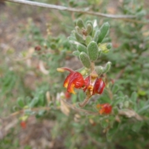 Grevillea alpina at Point 103 - 23 Oct 2015 01:27 PM