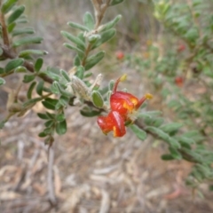 Grevillea alpina at Point 103 - 23 Oct 2015 01:27 PM