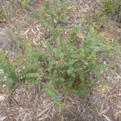 Grevillea alpina at Point 103 - 23 Oct 2015 01:27 PM