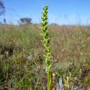 Microtis sp. at Gungahlin, ACT - suppressed