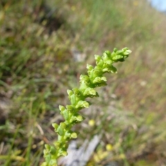 Microtis sp. at Gungahlin, ACT - suppressed