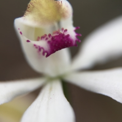 Caladenia moschata (Musky Caps) at Cook, ACT - 23 Oct 2015 by JasonC