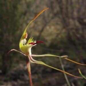 Caladenia parva at Tennent, ACT - suppressed