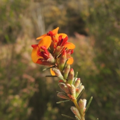 Dillwynia sericea (Egg And Bacon Peas) at Tennent, ACT - 20 Oct 2015 by michaelb