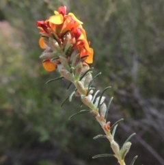 Dillwynia sericea at Tennent, ACT - 20 Oct 2015