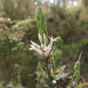 Brachyloma daphnoides at Tennent, ACT - 20 Oct 2015 06:19 PM