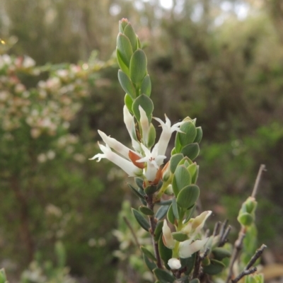 Brachyloma daphnoides (Daphne Heath) at Tennent, ACT - 20 Oct 2015 by MichaelBedingfield