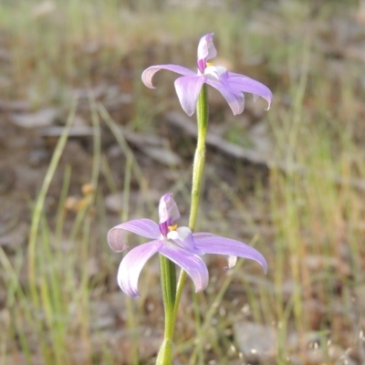 Glossodia major (Wax Lip Orchid) at Tennent, ACT - 20 Oct 2015 by MichaelBedingfield