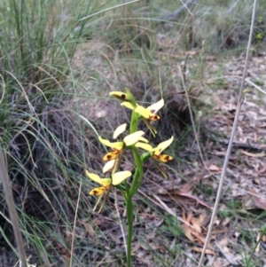 Diuris sulphurea at Canberra Central, ACT - suppressed