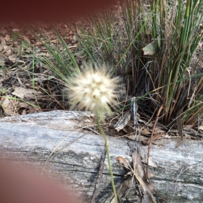 Unidentified at Mount Majura - 24 Oct 2015 by petersan