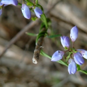 Comesperma volubile at Farrer Ridge - 13 Oct 2015