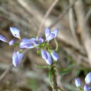 Comesperma volubile at Farrer Ridge - 13 Oct 2015 12:00 AM