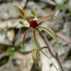 Caladenia atrovespa at Farrer Ridge - suppressed