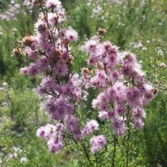 Kunzea parvifolia (Violet Kunzea) at Cook, ACT - 24 Oct 2015 by MattM