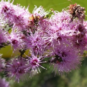 Kunzea parvifolia at Cook, ACT - 24 Oct 2015