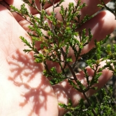 Kunzea parvifolia at Cook, ACT - 24 Oct 2015