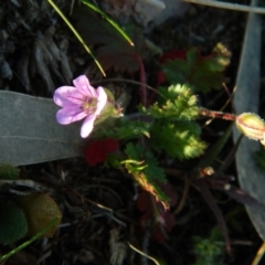 Erodium botrys (Long Storksbill) at Wanniassa Hill - 2 Oct 2015 by RyuCallaway