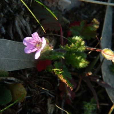 Erodium botrys (Long Storksbill) at Fadden, ACT - 3 Oct 2015 by ArcherCallaway