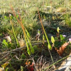 Erodium botrys at Fadden, ACT - 3 Oct 2015 07:25 AM