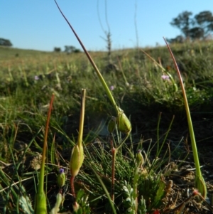 Erodium botrys at Fadden, ACT - 3 Oct 2015 07:25 AM