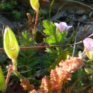 Erodium botrys at Fadden, ACT - 3 Oct 2015