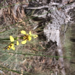 Diuris sulphurea (Tiger Orchid) at O'Connor, ACT - 23 Oct 2015 by jksmits
