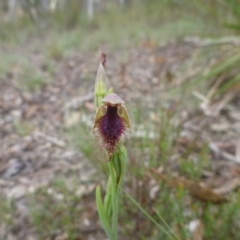 Calochilus platychilus (Purple Beard Orchid) at O'Connor, ACT - 24 Oct 2015 by jksmits