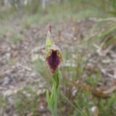 Calochilus platychilus (Purple Beard Orchid) at O'Connor, ACT - 24 Oct 2015 by jks