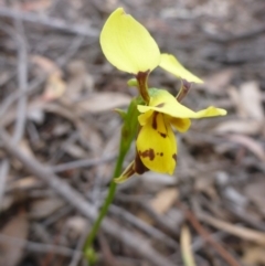 Diuris sulphurea (Tiger Orchid) at O'Connor, ACT - 24 Oct 2015 by jksmits