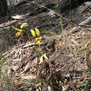 Diuris sulphurea at Nanima, NSW - 24 Oct 2015