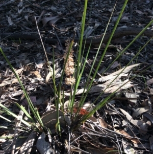 Lomandra multiflora at Nanima, NSW - 24 Oct 2015