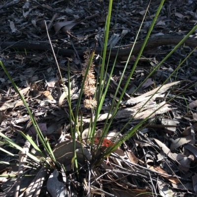 Lomandra multiflora (Many-flowered Matrush) at Nanima, NSW - 24 Oct 2015 by Hilary