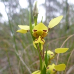 Diuris sulphurea (Tiger Orchid) at Point 5809 - 24 Oct 2015 by jks