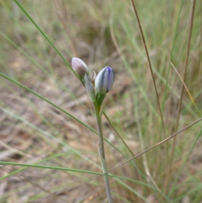 Thelymitra sp. (A Sun Orchid) at Point 5809 - 24 Oct 2015 by jksmits