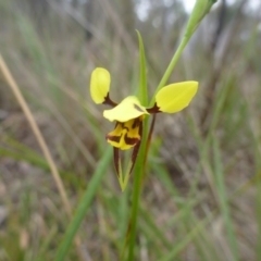 Diuris sulphurea (Tiger Orchid) at O'Connor, ACT - 24 Oct 2015 by jks