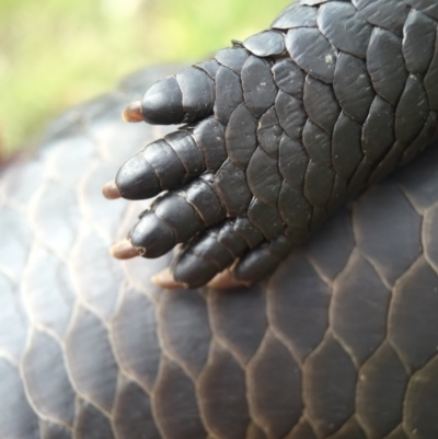 Tiliqua rugosa (Shingleback Lizard) at Hackett, ACT - 24 Oct 2015 by AaronClausen