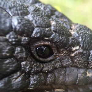 Tiliqua rugosa at Hackett, ACT - 24 Oct 2015