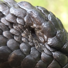 Tiliqua rugosa at Hackett, ACT - 24 Oct 2015