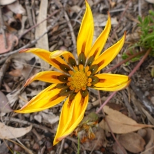 Gazania x splendens at Aranda, ACT - 24 Oct 2015 10:16 AM