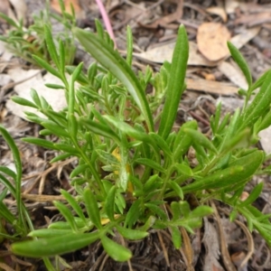 Gazania x splendens at Aranda, ACT - 24 Oct 2015 10:16 AM