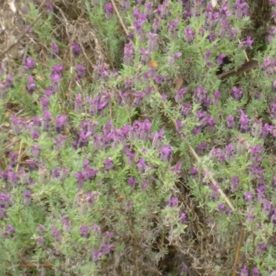 Lavandula stoechas (Spanish Lavender or Topped Lavender) at Bruce, ACT - 23 Oct 2015 by JanetRussell