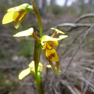 Diuris sulphurea at Point 5811 - 24 Oct 2015