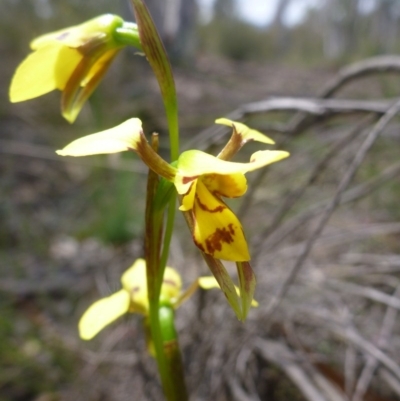 Diuris sulphurea (Tiger Orchid) at O'Connor, ACT - 24 Oct 2015 by jksmits