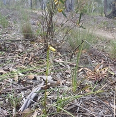 Diuris sulphurea at Point 5811 - 24 Oct 2015