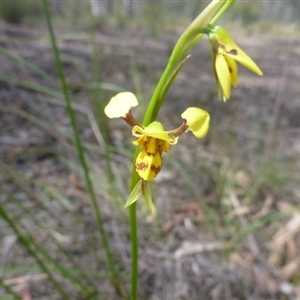 Diuris sulphurea at Point 5811 - 24 Oct 2015