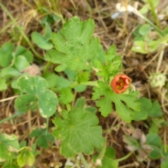 Modiola caroliniana (Red-flowered Mallow) at Aranda, ACT - 24 Oct 2015 by JanetRussell