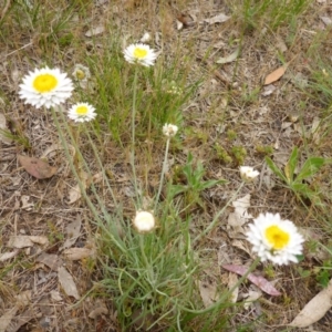 Leucochrysum albicans subsp. tricolor at Bruce, ACT - 24 Oct 2015 10:17 AM