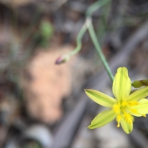 Tricoryne elatior at Gungahlin, ACT - 25 Oct 2015